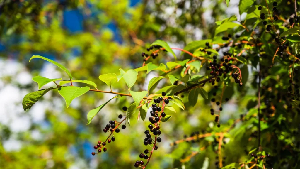 How to Winterize Garden