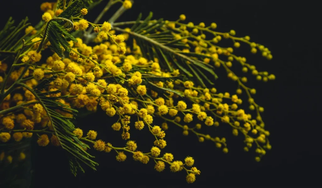 Types of Flowers: A-Z Flowers with Picture 1 Acacia