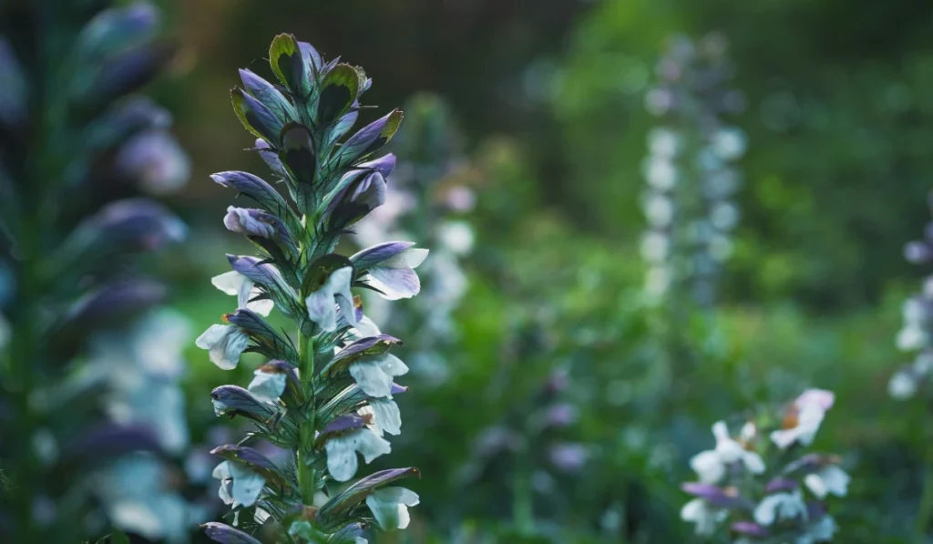 Types of Flowers: A-Z Flowers with Picture 2 Acanthus