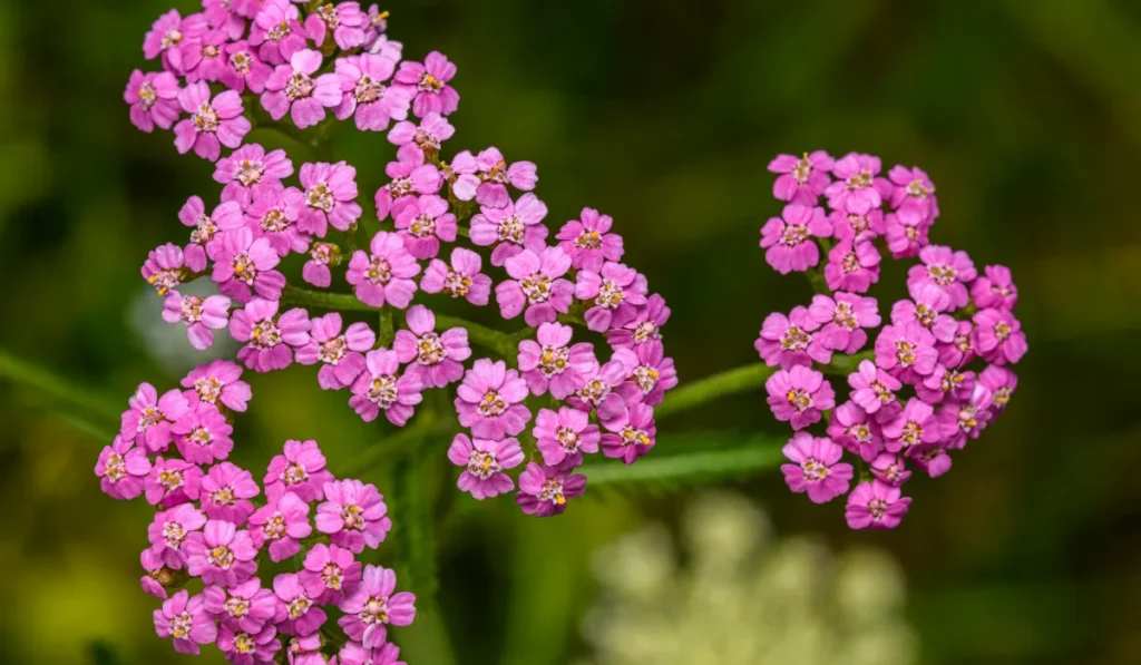 Types of Flowers: A-Z Flowers with Picture 3 Achillea