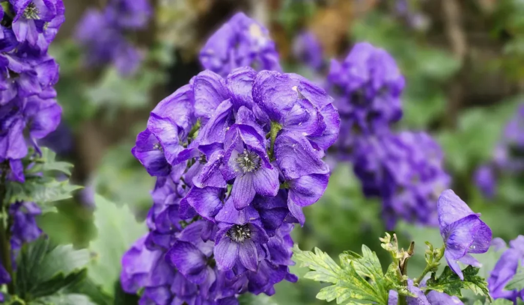 Types of Flowers: A-Z Flowers with Picture 4 Aconite