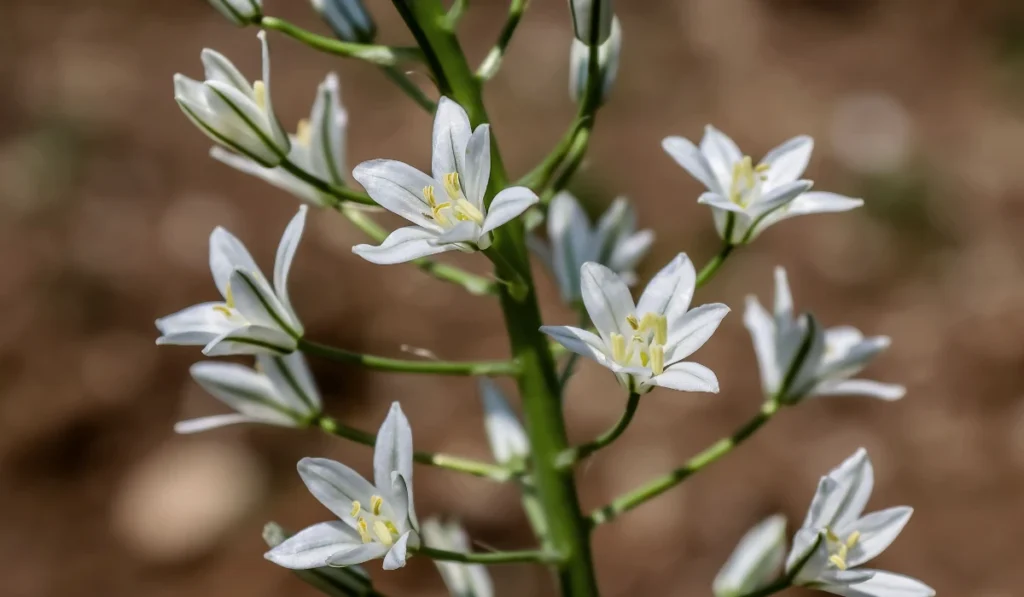Types of Flowers: A-Z Flowers with Picture 5 Adam’s Needle