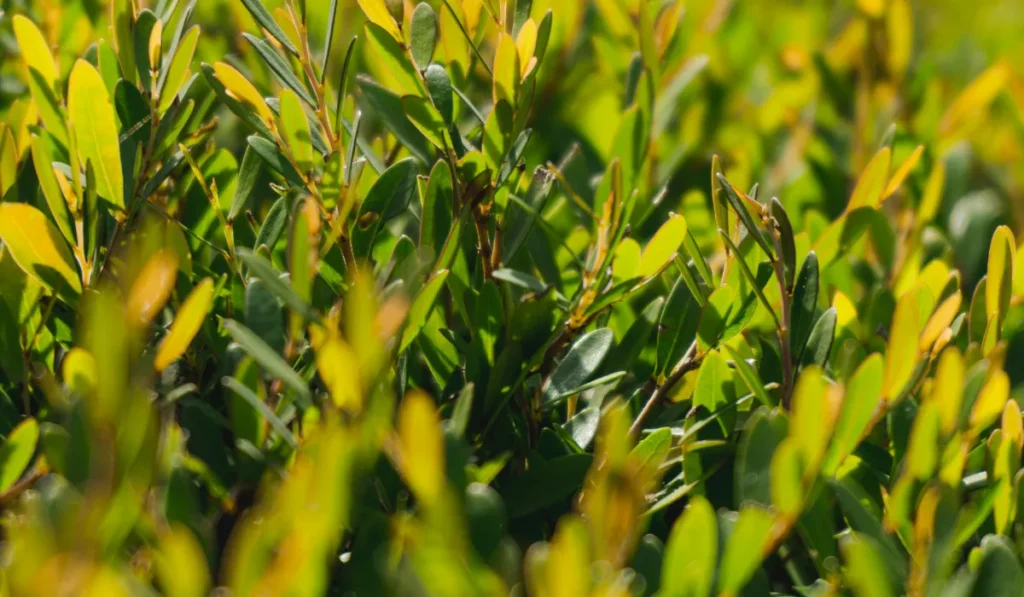 Types of Flowers: A-Z Flowers with Picture 7 African Boxwood