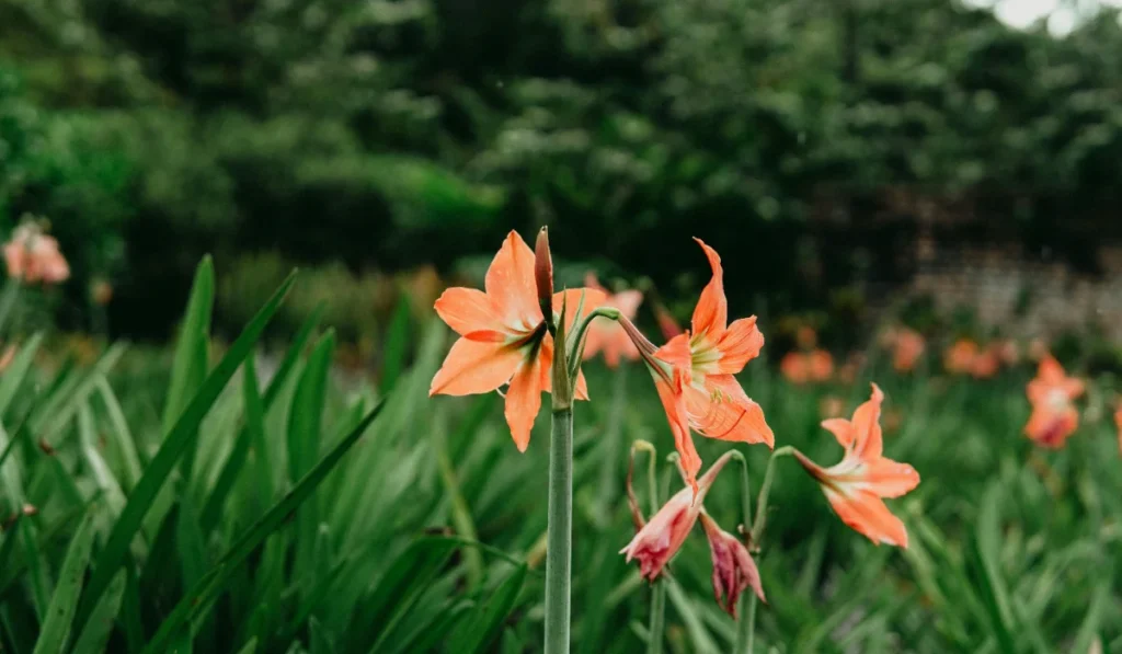 Types of Flowers: A-Z Flowers with Picture 8 African Flame Lily