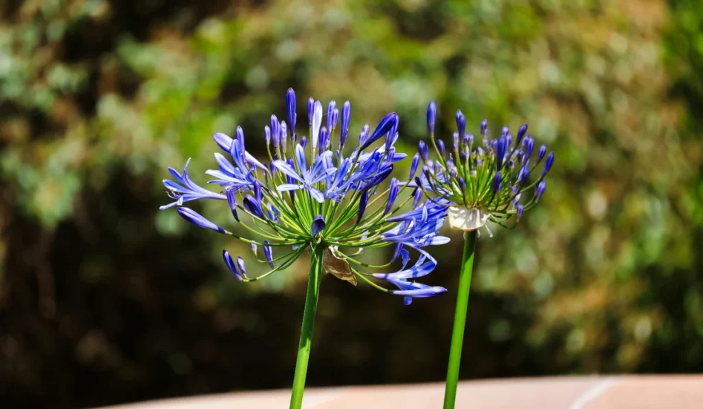 Types of Flowers: A-Z Flowers with Picture 9 Agapanthus