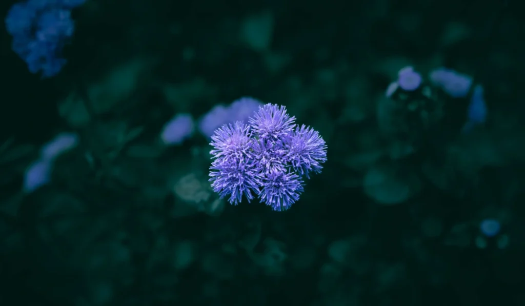 Types of Flowers: A-Z Flowers with Picture 10 Ageratum