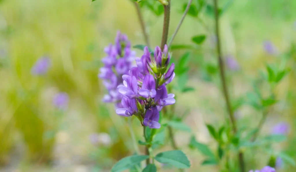 Types of Flowers: A-Z Flowers with Picture 11 Alfalfa