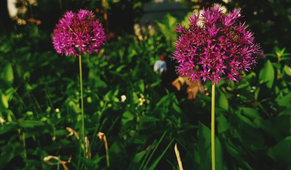 Types of Flowers: A-Z Flowers with Picture 12 Allium