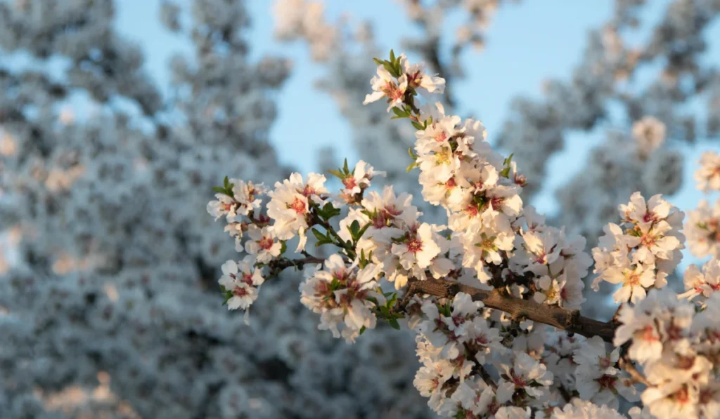 Types of Flowers: A-Z Flowers with Picture 13 Almond Blossom