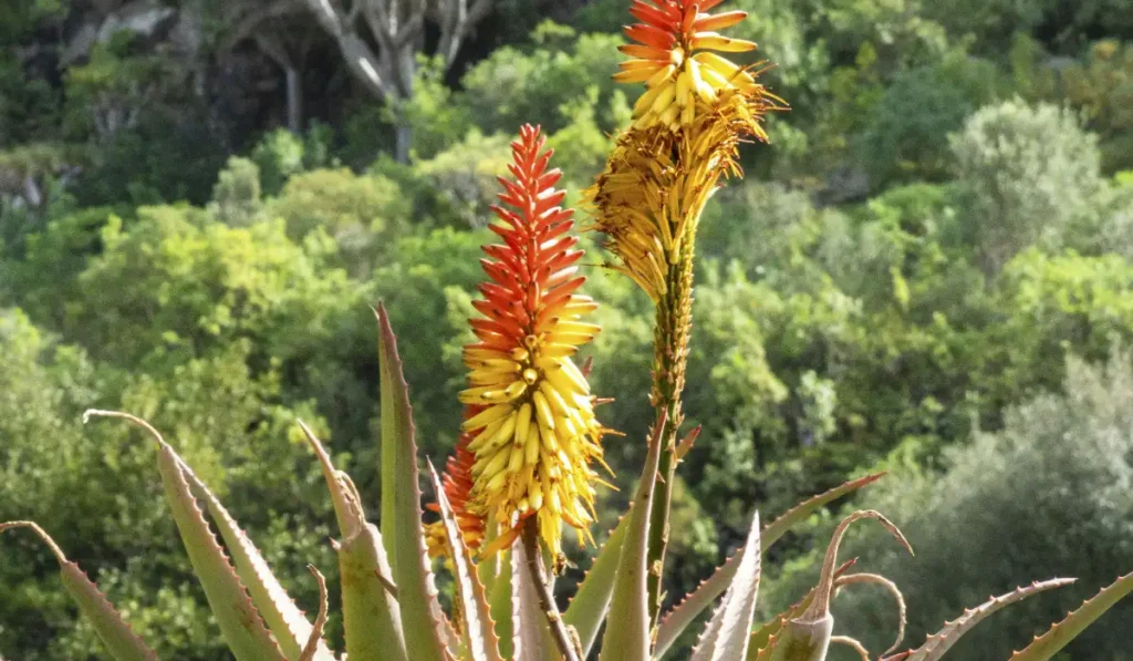 Types of Flowers: A-Z Flowers with Picture 14 Aloe Succotrina