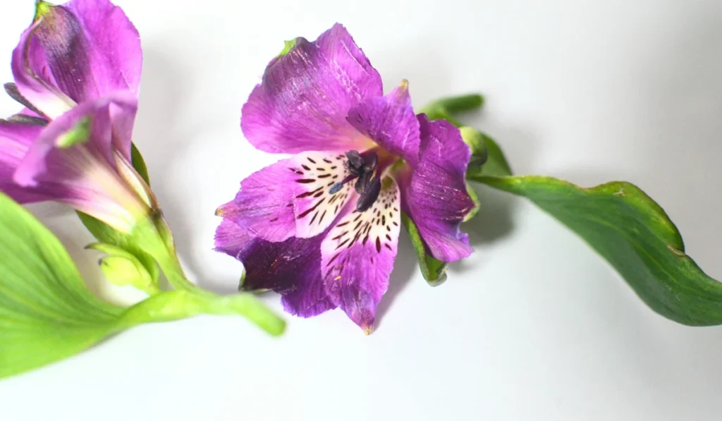 Types of Flowers: A-Z Flowers with Picture 15 Alstroemeria