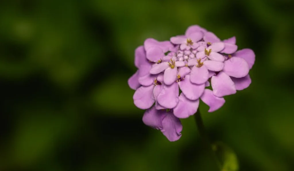 Types of Flowers: A-Z Flowers with Picture 16 Alyssum