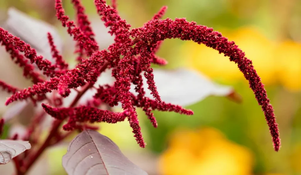 Types of Flowers: A-Z Flowers with Picture 17 Amaranthus hypochondriacus