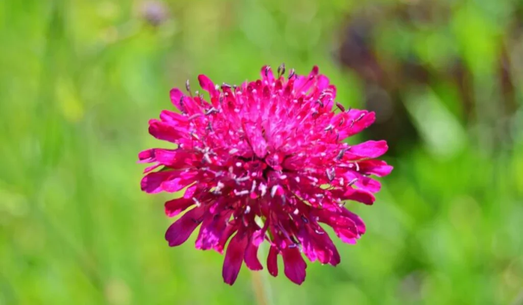Types of Flowers: A-Z Flowers with Picture 18 Amarnath