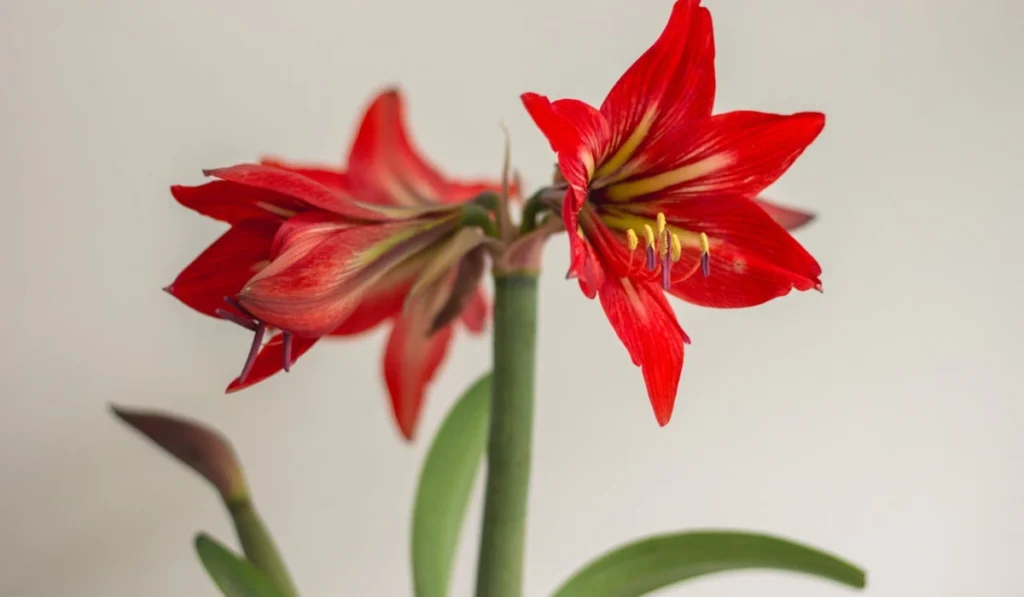 Types of Flowers: A-Z Flowers with Picture 19 Amaryllis