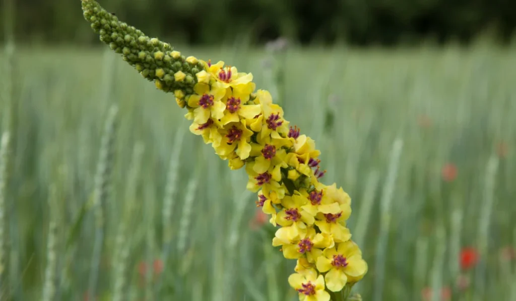 Types of Flowers: A-Z Flowers with Picture 20 Ambrosia