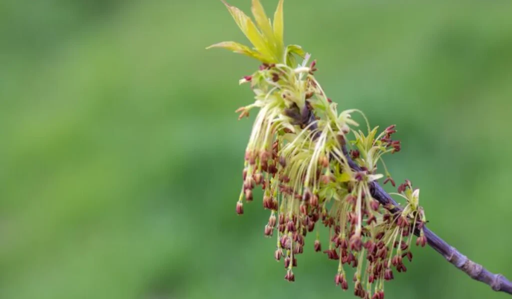 Types of Flowers: A-Z Flowers with Picture 21 American Ash