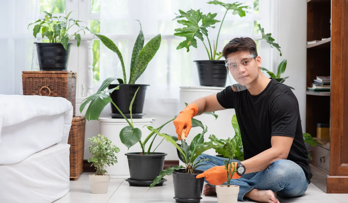 Best Houseplants for Beginners