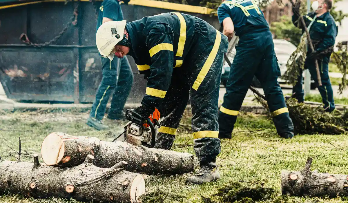 Tree Service Tips