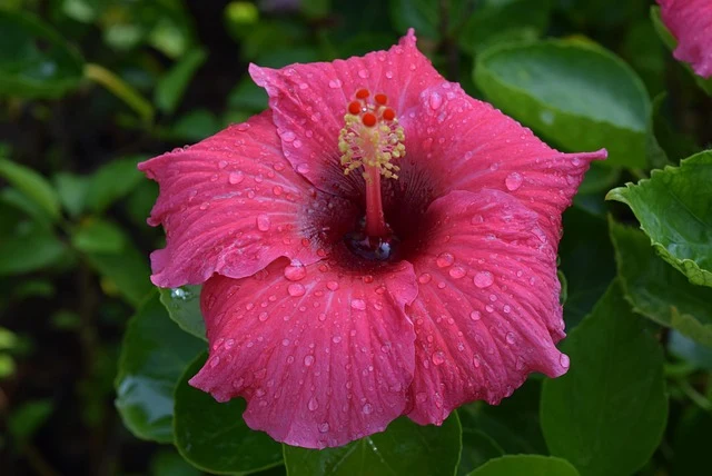 Types of Flowers: A-Z Flowers with Picture 48 Hibiscus rosa-sinensis