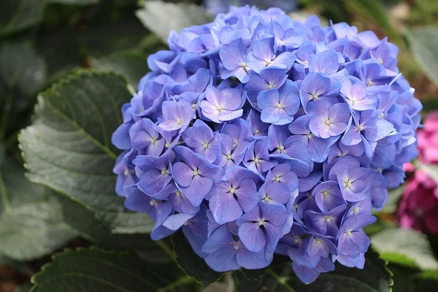 Types of Flowers: A-Z Flowers with Picture 49 Hydrangea macrophylla