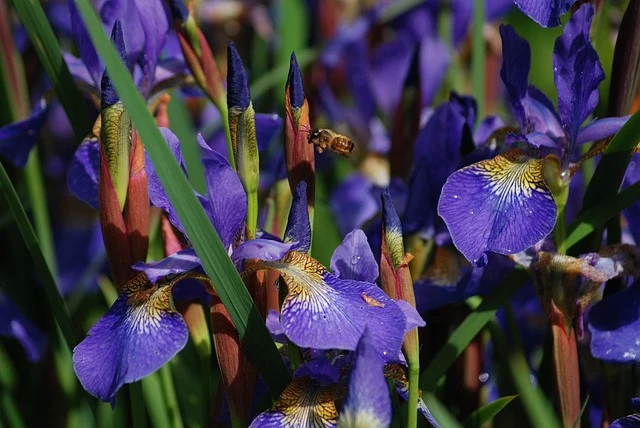 Types of Flowers: A-Z Flowers with Picture 50 Iris germanica