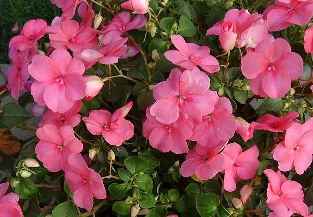 Types of Flowers: A-Z Flowers with Picture 51 Impatiens walleriana
