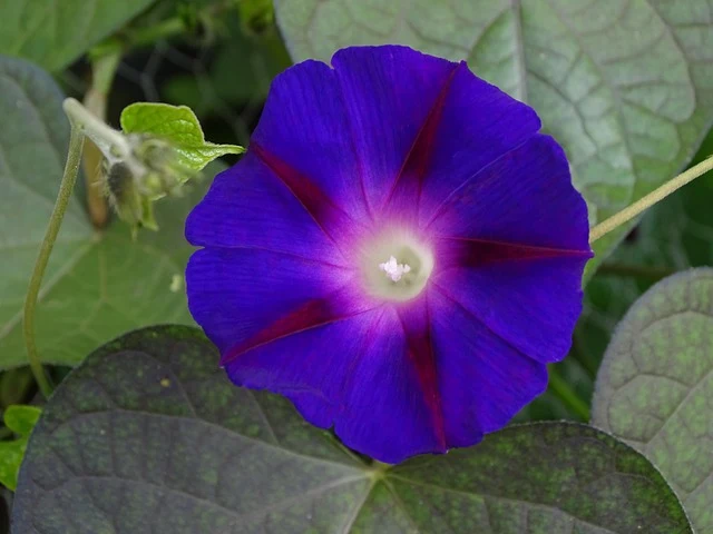 Types of Flowers: A-Z Flowers with Picture 52 Ipomoea purpurea