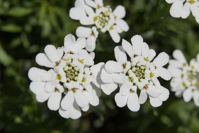 Types of Flowers: A-Z Flowers with Picture 53 Iberis sempervirens
