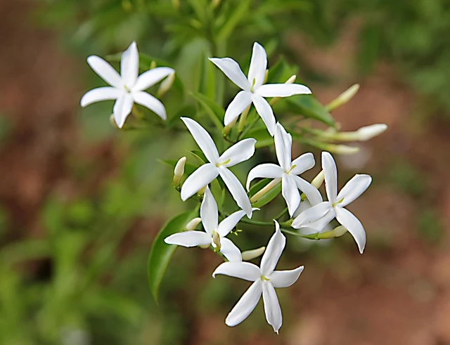 Types of Flowers: A-Z Flowers with Picture 54 Jasminum officinale