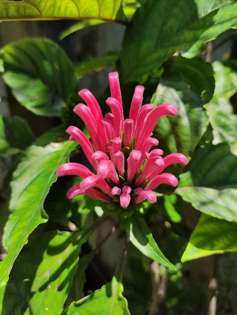 Types of Flowers: A-Z Flowers with Picture 55 Jacobinia carnea