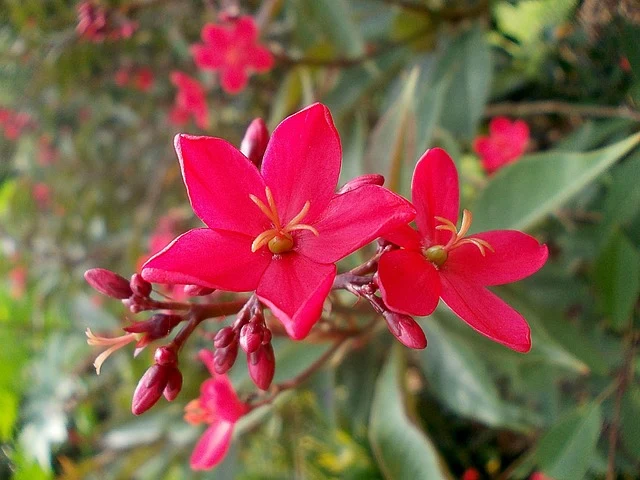 Types of Flowers: A-Z Flowers with Picture 56 Jatropha integerrima