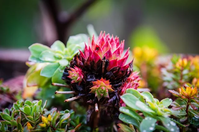 Types of Flowers: A-Z Flowers with Picture 57 Jovibarba heuffelii
