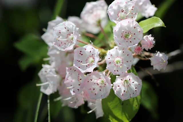 Types of Flowers: A-Z Flowers with Picture 58 Kalmia latifolia