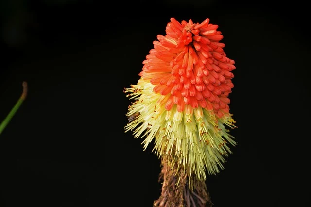 Types of Flowers: A-Z Flowers with Picture 59 Kniphofia uvaria