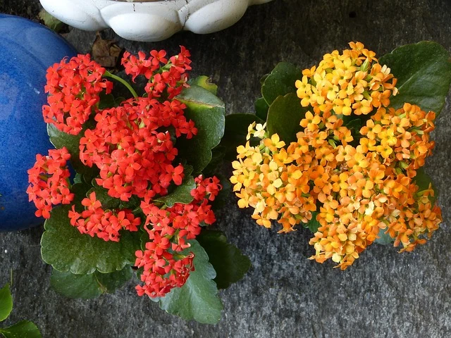 Types of Flowers: A-Z Flowers with Picture 60 Kalanchoe blossfeldiana
