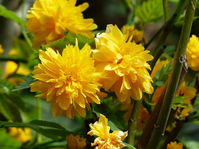 Types of Flowers: A-Z Flowers with Picture 61 Kerria japonica