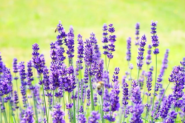 Types of Flowers: A-Z Flowers with Picture 62 Lavandula angustifolia