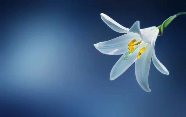 Types of Flowers: A-Z Flowers with Picture 63 Lilium candidum
