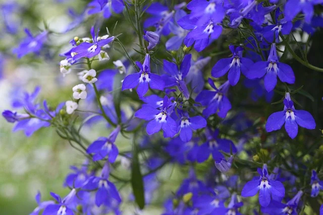 Types of Flowers: A-Z Flowers with Picture 64 Lobelia erinus