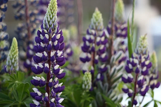 Types of Flowers: A-Z Flowers with Picture 65 Lupinus polyphyllus