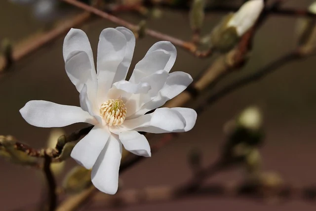 Types of Flowers: A-Z Flowers with Picture 66 Magnolia grandiflora