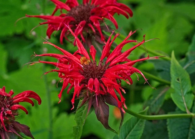 Types of Flowers: A-Z Flowers with Picture 67 Monarda didyma