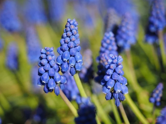 Types of Flowers: A-Z Flowers with Picture 68 Muscari armeniacum