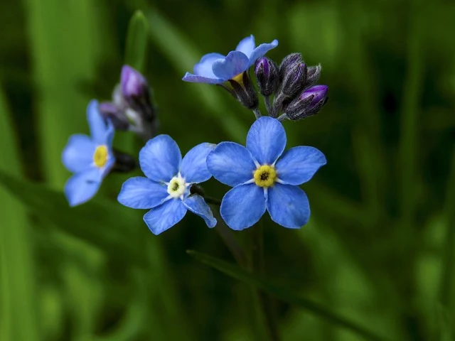 Types of Flowers: A-Z Flowers with Picture 69 Myosotis sylvatica