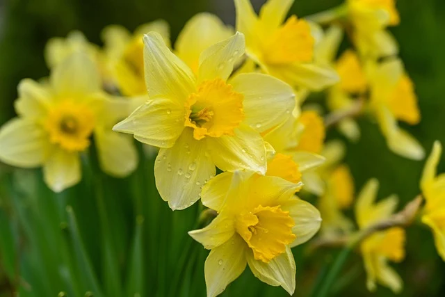 Types of Flowers: A-Z Flowers with Picture 70 Narcissus pseudonarcissus