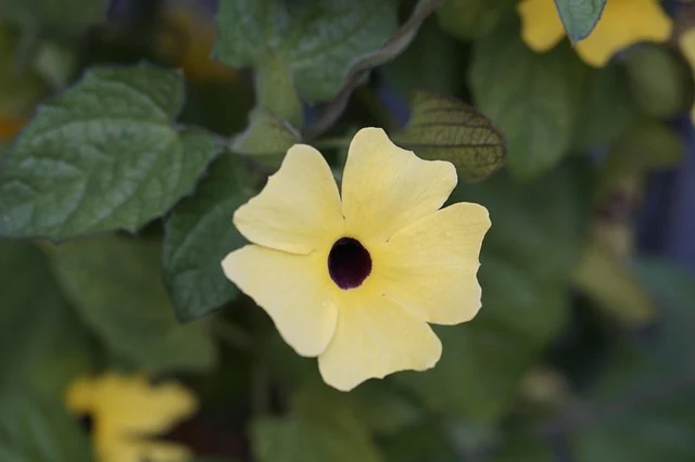 Types of Flowers: A-Z Flowers with Picture 71 Nicotiana alata