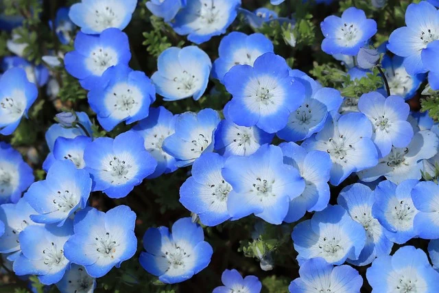 Types of Flowers: A-Z Flowers with Picture 72 Nemophila menziesii