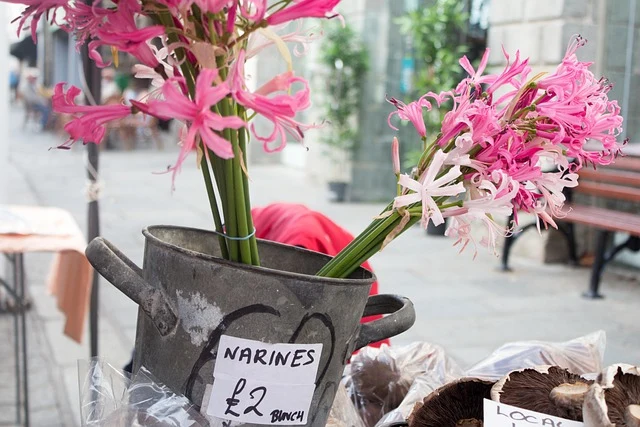 Types of Flowers: A-Z Flowers with Picture 73 Nerine bowdenii