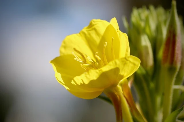 Types of Flowers: A-Z Flowers with Picture 74 Oenothera biennis
